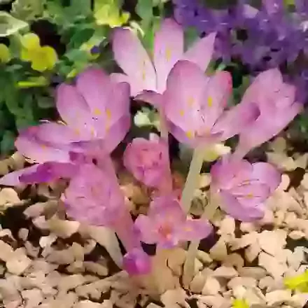 Cilicicum Purpureum